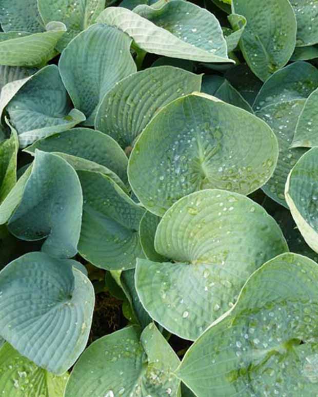 Hartlelie Ryans Big One Funkia - Hosta ryans big one - Tuinplanten