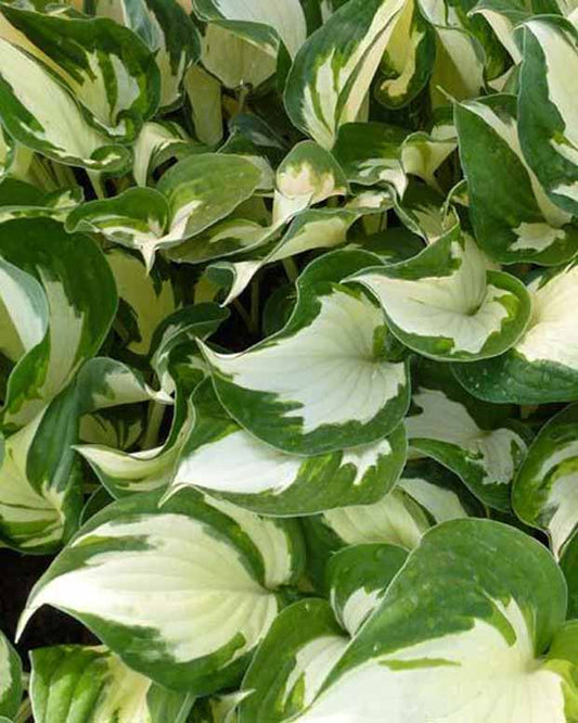 Hartlelie Reversed Patriot Funkia - Hosta reversed patriot - Tuinplanten