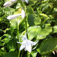 Hartlelie Royal Standard - Hosta hybride royal standard - Tuinplanten