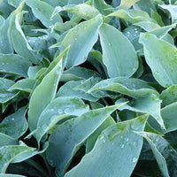 Hartlelie Titanium Funkia - Hosta titanium - Tuinplanten
