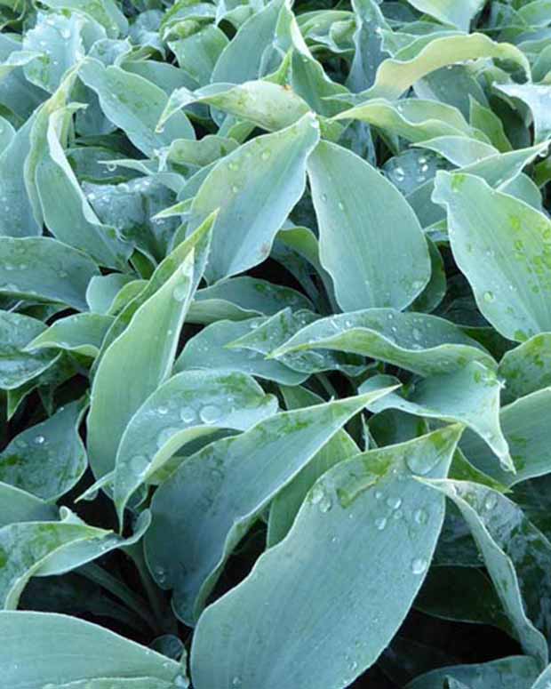 Hartlelie Titanium Funkia - Hosta titanium - Vaste planten