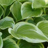 Hartlelie Victory - Hosta victory - Tuinplanten