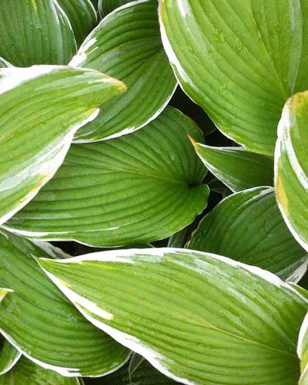 Hartlelie White On Funkia - Hosta white on! - Tuinplanten