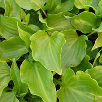 Hartlelie Invincible Funkia - Hosta invincible - Tuinplanten