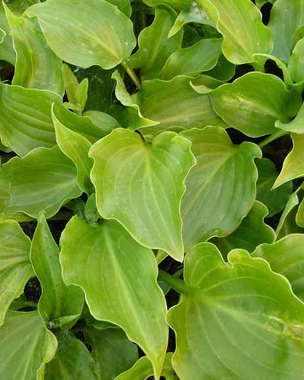 Hartlelie Invincible Funkia - Hosta invincible - Vaste planten