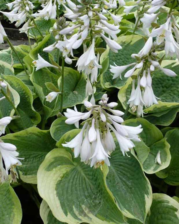 Hartlelie Northern Exposure Funkia - Hosta northern exposure - Vaste planten