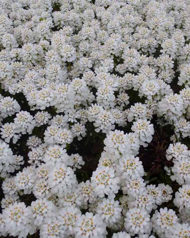 Scheefbloem Thlaspi Appen-Etz - Iberis sempervirens appen-etz - Tuinplanten