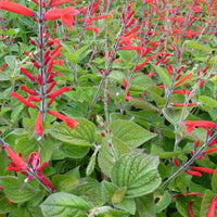 Siersalie Scarlet Pineapple - Salvia elegans scarlet pineapple - Tuinplanten