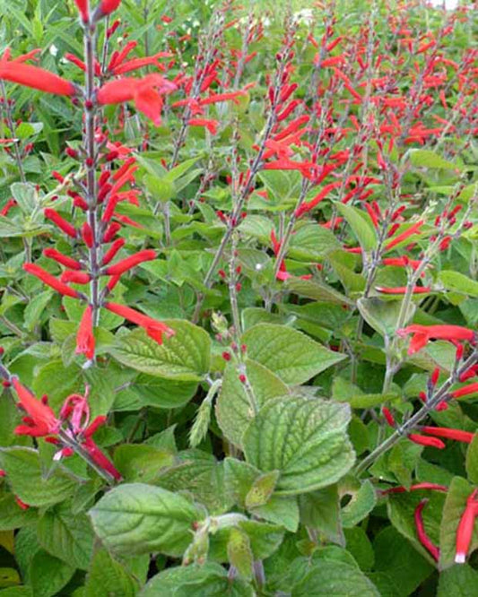 Siersalie Scarlet Pineapple - Salvia elegans scarlet pineapple - Tuinplanten