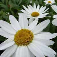 Margriet Gruppenstolz Leucanthème Gruppenstolz - Leucanthemum x superbum gruppenstolz - Tuinplanten