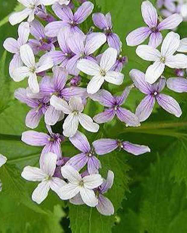 Judaspenning - Lunaria rediviva - Vaste planten