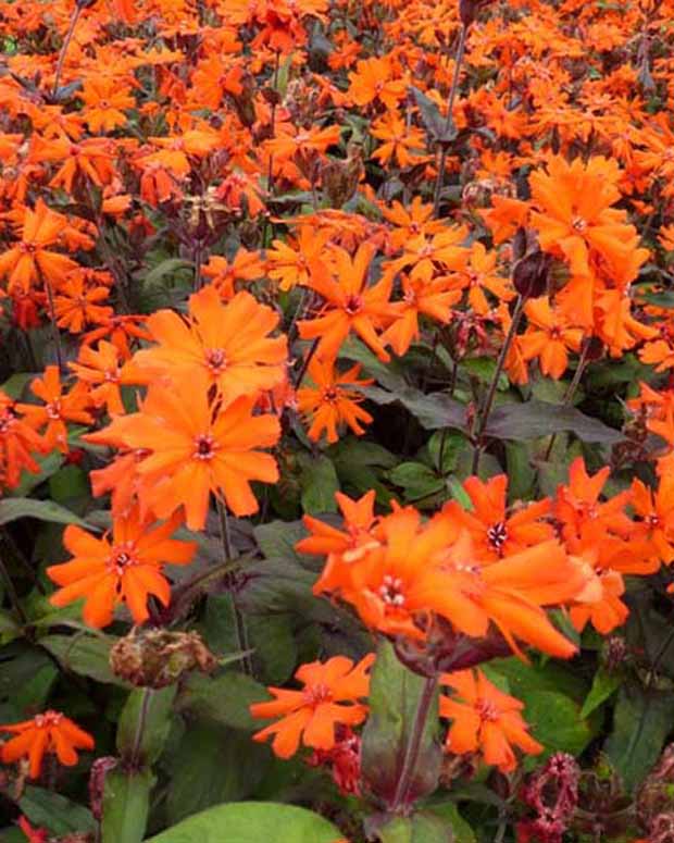 Koekoeksbloem Arkwrightii Vesuvius - Lychnis arkwrightii vesuvius - Vaste planten