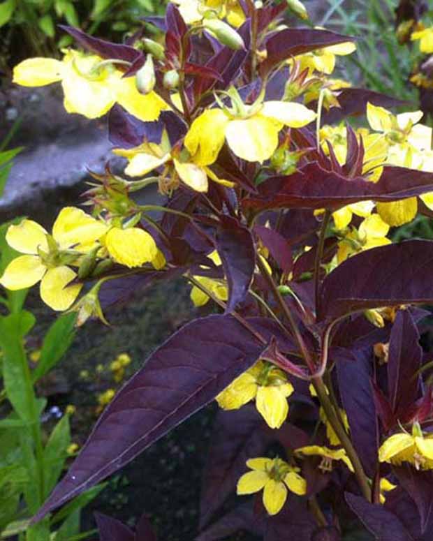 Wederik Firecracker - Lysimachia ciliata firecracker - Tuinplanten