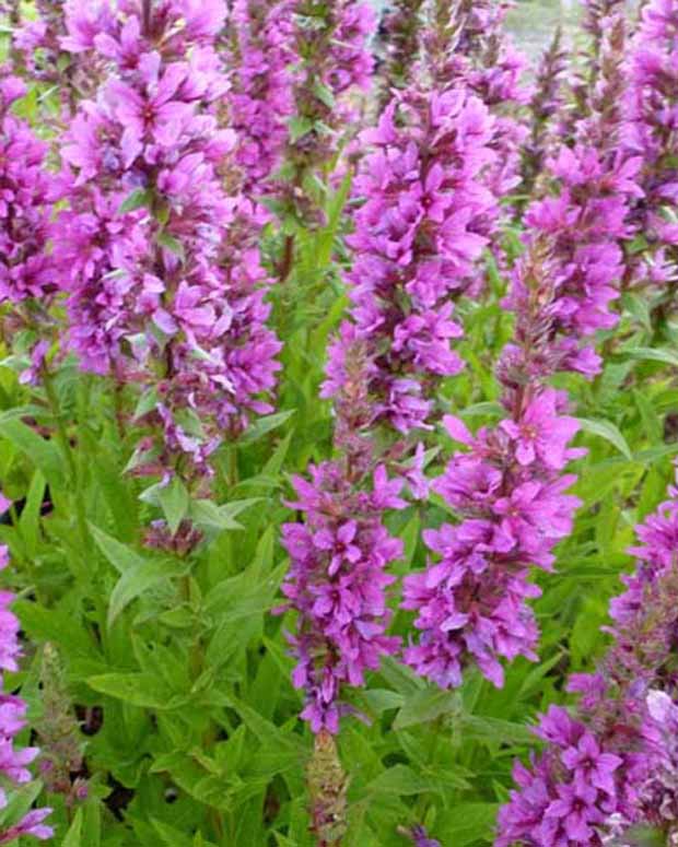 Kattestaart - Lythrum salicaria zigeunerblut - Tuinplanten