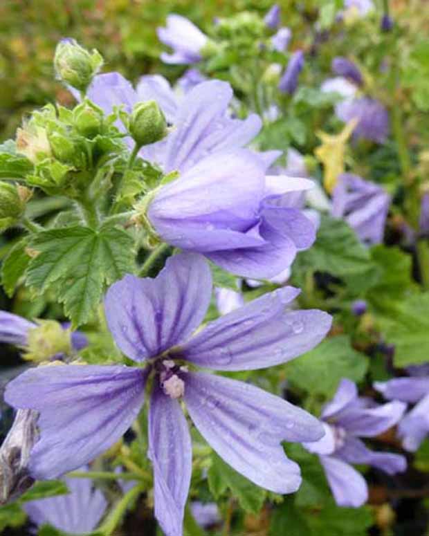 Kaasjeskruid - Malva sylvestris primley blue - Vaste planten