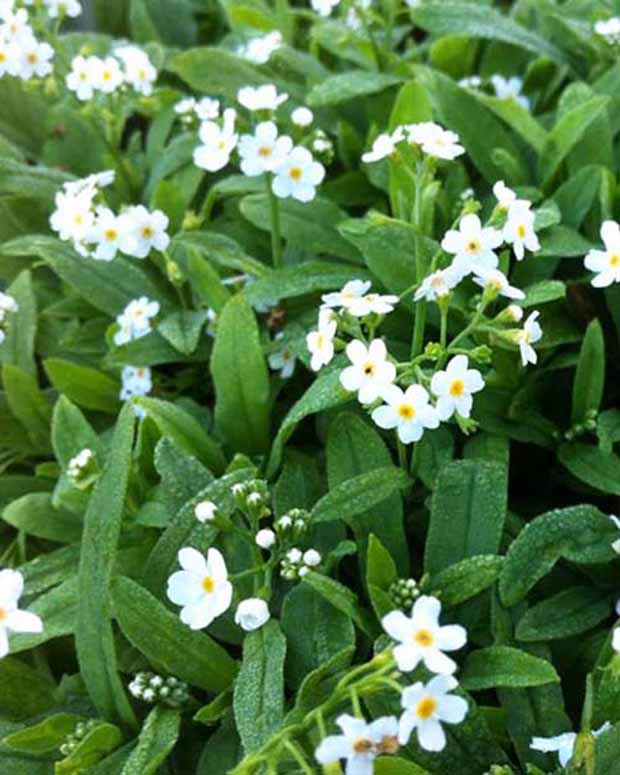 Vergeet-mij-nietje - Myosotis palustris ice pearl - Vaste planten