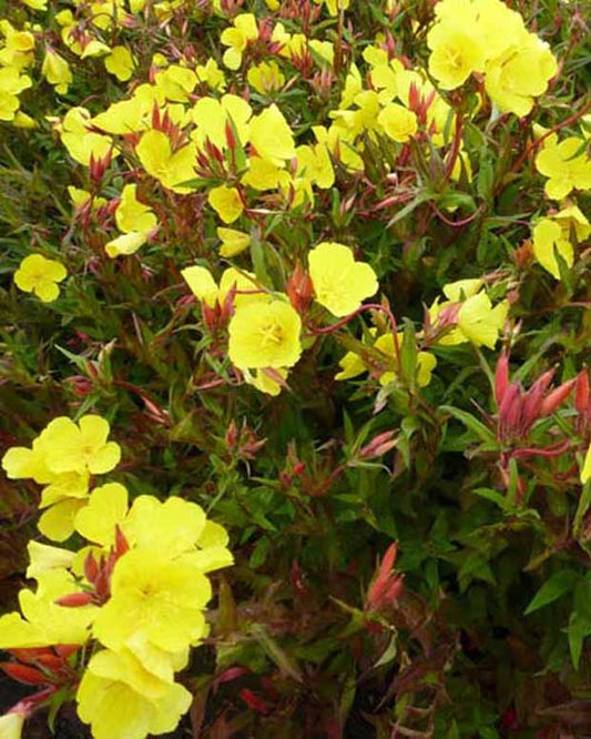 Teunisbloem Erica Robin - Oenothera fruticosa erica robin - Tuinplanten