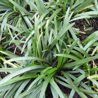 Slangebaard - Ophiopogon japonicus minor - Tuinplanten