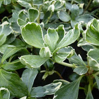 Schaduwkruid Variegata - Pachysandra terminalis variegata - Tuinplanten