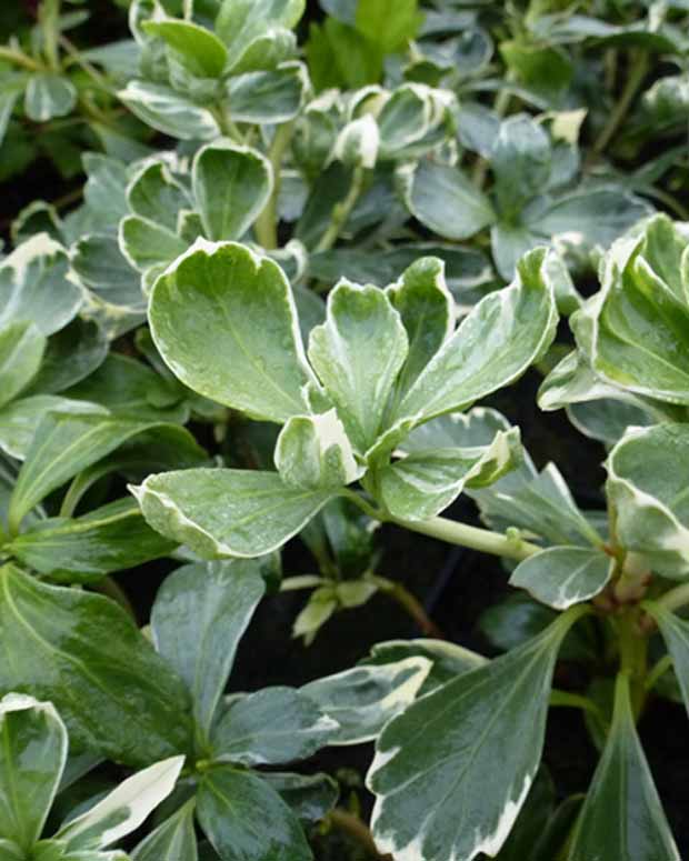 Schaduwkruid Variegata - Pachysandra terminalis variegata - Vaste planten