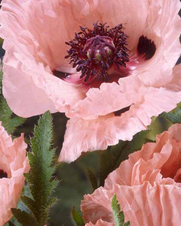 Klaproos Mrs Perry - Papaver orientale mrs perry - Type plant