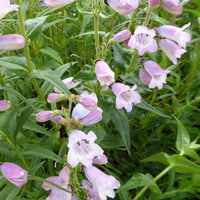 Slangenkop Stapleford Gem - Penstemon stapleford gem - Tuinplanten