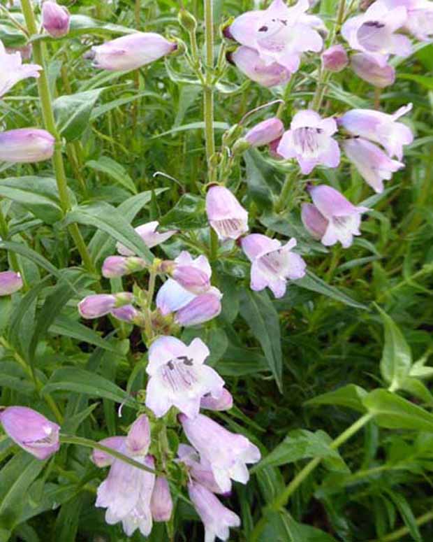 Slangenkop Stapleford Gem - Penstemon stapleford gem - Vaste planten