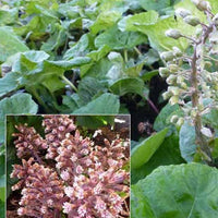 Hoefblad - Petasites hybridus - Tuinplanten