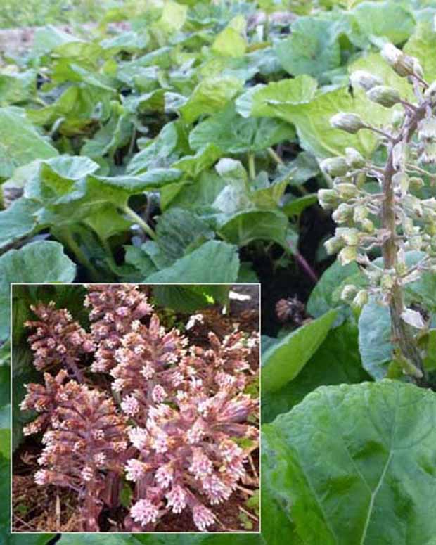 Hoefblad - Petasites hybridus - Vaste planten