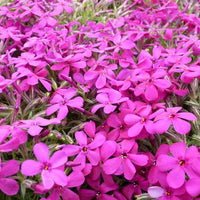 Vlambloem Douglas Crackerjack - Phlox crackerjack - Tuinplanten