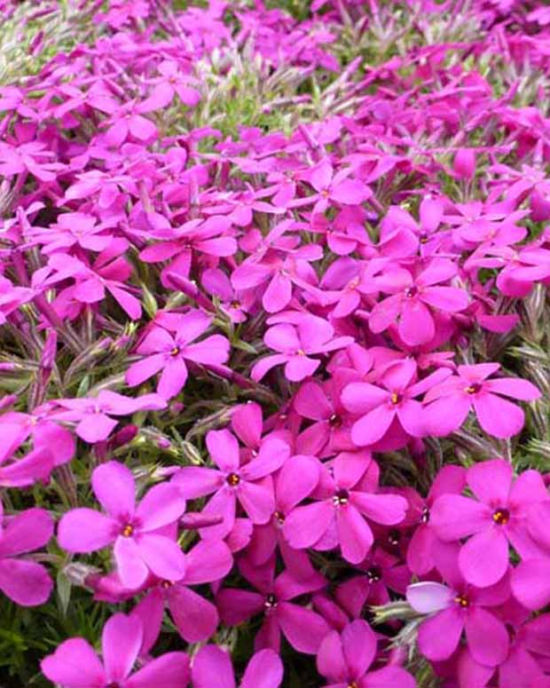 Vlambloem Douglas Crackerjack - Phlox crackerjack - Vaste planten