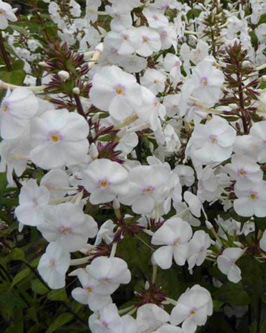 Vlambloem Avalanche Vlambloem - Phlox maculata schneelawine - Tuinplanten