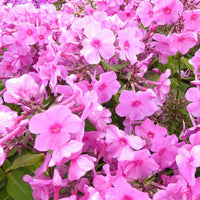 Vlambloem Pink Eye Flame - Phlox bartwelve pink flame - Tuinplanten