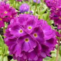 Sleutelbloem Rubin - Primula denticulata rubin - Tuinplanten