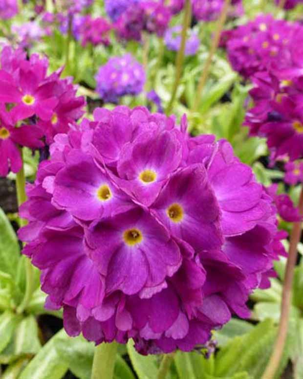 Sleutelbloem Rubin - Primula denticulata rubin - Tuinplanten