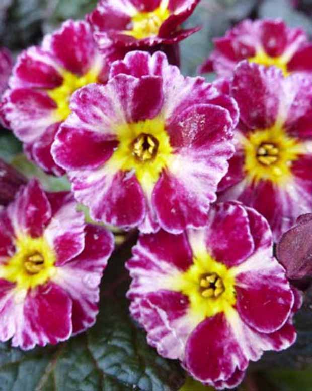 Sleutelbloem Dark Rosaleen - Primula dark rosaleen - Tuinplanten