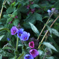 Longkruid Samurai - Pulmonaria samurai - Tuinplanten