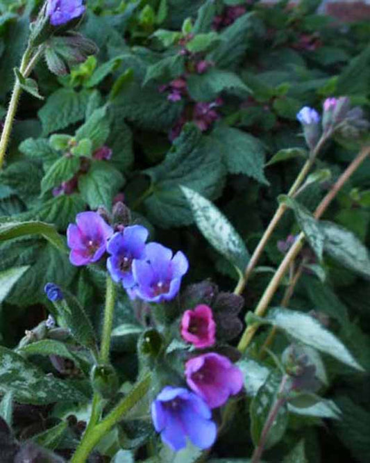 Longkruid Samurai - Pulmonaria samurai - Tuinplanten