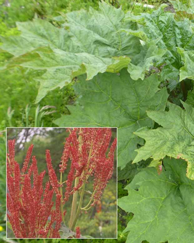 Sierrabarber - Rheum palmatum var. tanguticum - Vaste planten