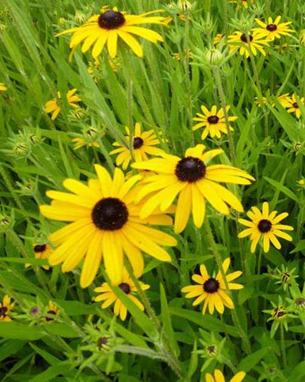 Zonnehoed speciosa - Rudbeckia fulgida speciosa - Tuinplanten