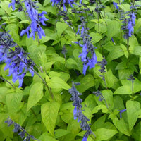 Siersalie guarani - Salvia guaranitica black and blue - Tuinplanten