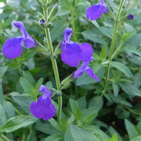 Siersalie Monrovia - Salvia microphylla blue monrovia - Tuinplanten