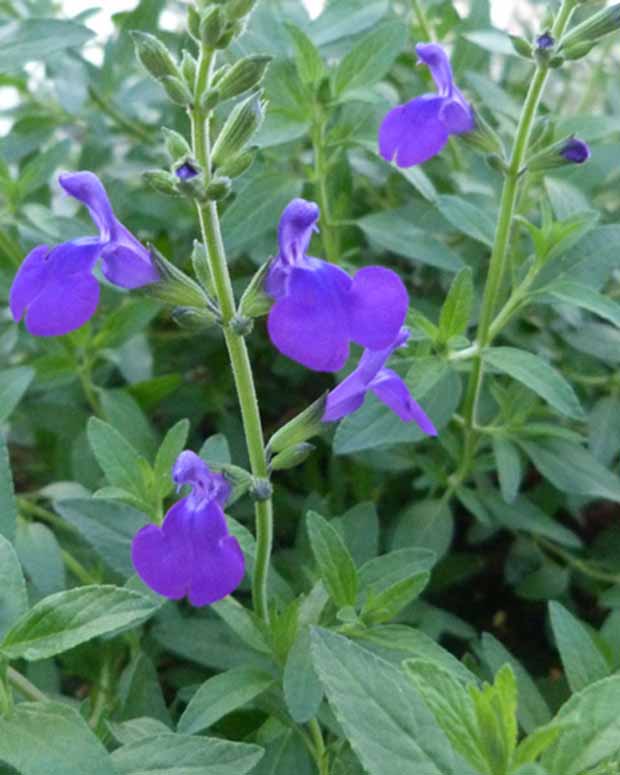 Siersalie Monrovia - Salvia microphylla blue monrovia - Tuinplanten