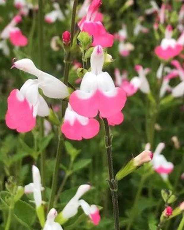 Siersalie Pink lips - Salvia microphylla jeremy pink lips - Vaste planten