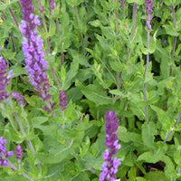 Siersalie Amethyst - Salvia nemorosa amethyst - Tuinplanten