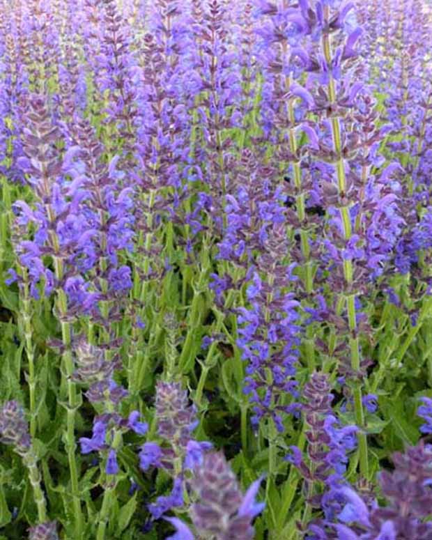 Siersalie Rügen - Salvia nemorosa rügen - Tuinplanten