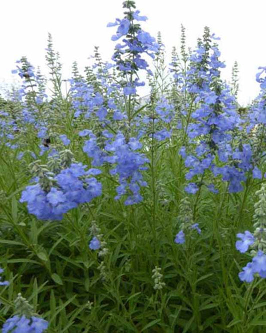 Siersalie African Skies - Salvia uliginosa african skies - Tuinplanten