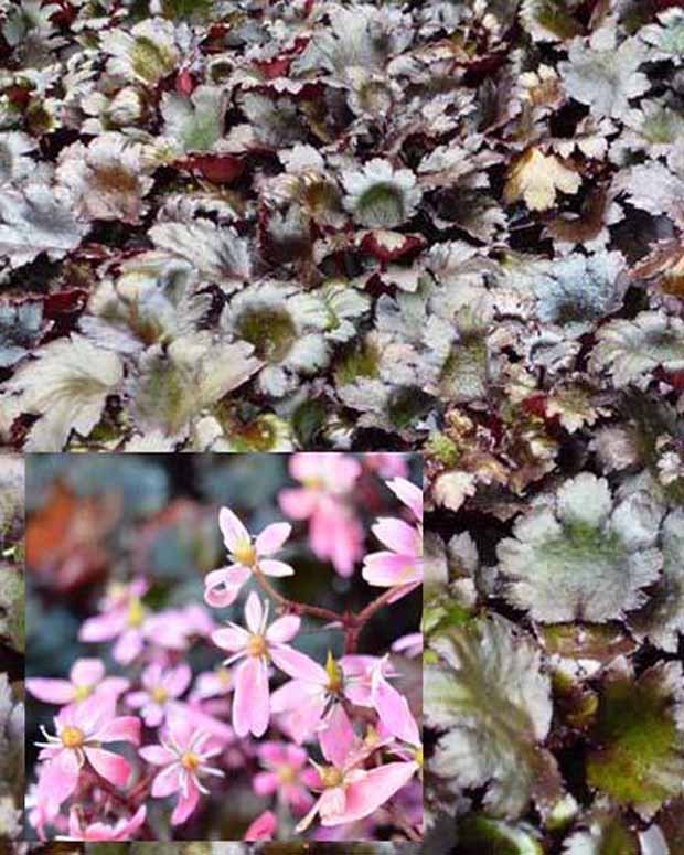 Steenbreek Black Ruby - Saxifraga cortusifolia black ruby - Tuinplanten