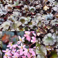 Steenbreek Black Ruby - Saxifraga cortusifolia black ruby - Vaste planten