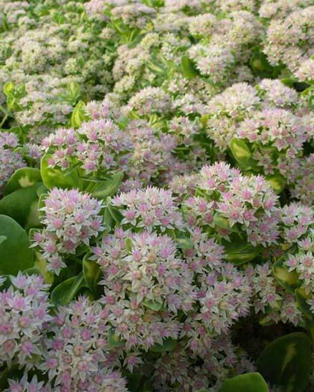 Vetkruid Mediovariegatum Hylotelephium Variegatum - Sedum alboroseum mediovariegatum - Tuinplanten